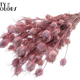 QC Gedroogd Juffertje-in-het-groen | Kleur: Frosted Roze | Nigella Droogbloemen | Lengte ± 45 centimeter | Gewicht 150 gram | Per bos