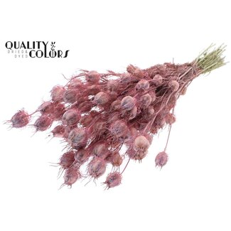 QC Getrocknete Jungfer im Grünen | Farbe: Frosted Rosa | Nigella Trockenblumen | Länge ± 45 Zentimeter | Gewicht 150 Gramm | Pro Bund