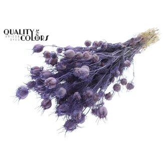 QC Getrocknete Jungfer im Grünen | Farbe: Frosted Milk Lila | Nigella Trockenblumen | Länge ± 45 Zentimeter | Gewicht 150 Gramm | Pro Bund