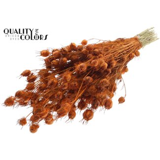 QC Gedroogd Juffertje-in-het-groen | Kleur: Oranje | Nigella Droogbloemen | Lengte ± 45 centimeter | Gewicht 150 gram | Per bos