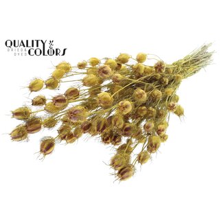 QC Dried Love-in-a-mist | Colour: Yellow | Nigella Dried Flowers | Length ± 45 centimetres | Weight 150 grams | Per bunch