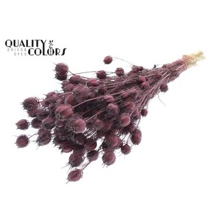 QC Dried Love-in-a-Mist | Colour: Bordeaux Red | Nigella Dried Flowers | Length ± 45 centimetres | Weight 150 grams | Per bunch