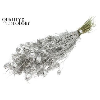 QC Dried Love-in-a-Mist | Colour: Platinum | Nigella Dried Flowers | Length ± 45 centimetres | Weight 150 grams | Per bunch