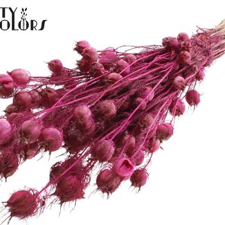 QC Juffertje-in-het-groen séché | Couleur : Lilas | Nigella Fleurs séchées | Longueur ± 45 centimètres | Poids 150 grammes | Par bouquet
