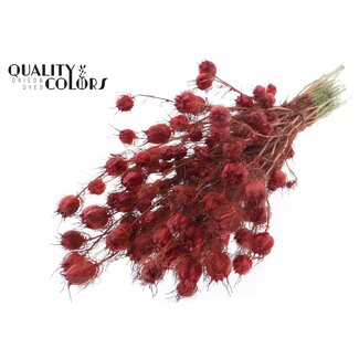 QC Dried Love-in-a-Mist | Colour: Red | Nigella Dried Flowers | Length ± 45 centimetres | Weight 150 grams | Per bunch