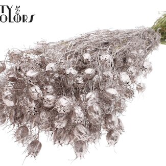 QC Gedroogd Juffertje-in-het-groen | Kleur: Champagnekleurig | Nigella Droogbloemen | Lengte ± 45 centimeter | Gewicht 150 gram | Per bos