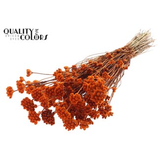 QC Gedroogde Lona | Kleur: Oranje | Lonas Annua Droogbloemen | Lengte ± 50 centimeter | Per bos