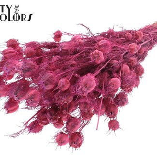 QC Getrocknete Jungfer im Grünen | Farbe: Frostige Kirschfarbe | Nigella Trockenblumen | Länge ± 45 Zentimeter | Gewicht 150 Gramm | Pro Bund