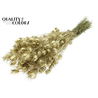 QC Dried Love-in-a-Mist | Colour: Gold | Nigella Dried Flowers | Length ± 45 centimetres | Weight 150 grams | Per bunch