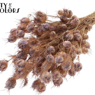 QC Juffertje-in-het-groen séché | Couleur : Saumon givré | Fleurs séchées de Nigella | Longueur ± 45 centimètres | Poids 150 grammes | Par bouquet