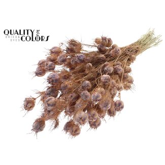 QC Gedroogd Juffertje-in-het-groen | Kleur: Frosted Zalmkleurig | Nigella Droogbloemen | Lengte ± 45 centimeter | Gewicht 150 gram | Per bos