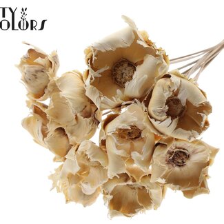 QC Dried Bleached Palm Cup on stem | Colour: Natural | Length ± 50 centimetres | 10 stems per bunch