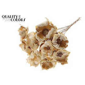 QC Dried Bleached Palm Cup on stem | Colour: Natural | Length ± 50 centimetre | 10 stems per bunch