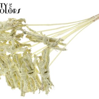 QC Bouquet décoratif Coco Rose sur tige | Couleur : Crème | Coco Rose Posy Pique-fleurs | Longueur du pique-fleurs ± 50 centimètres | 10 piques-fleurs par bouquet