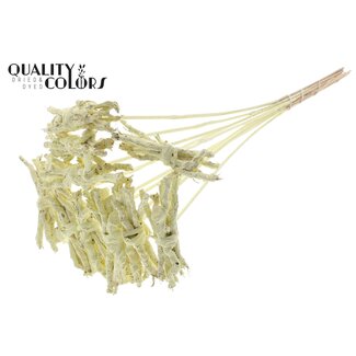 QC Decorative Coco Rose posy on stick | Colour: Cream-coloured | Coco Rose Posy Pick | Pick length ± 50 centimetre | 10 picks per bunch