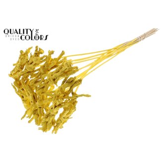 QC Decorative Coco Rose posy on stick | Colour: Yellow | Coco Rose posy pick | Pick length ± 50 centimetre | 10 picks per bunch