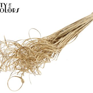 QC Dried Palm Leaf Vein | Curly Ting Ting | Colour: Antique Gold | Length ± 70 centimetres | 100 stems per bunch | Per bunch