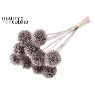QC Leeuwenstaart op steel | Kleur: Champagnekleurig | Leonotis Leonurus Bijsteker | Lengte ± 50 centimeter | 10 bijstekers per bos | Per bos