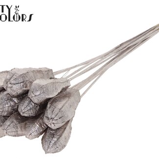 QC Gousse de graines d'acajou sur tige | Couleur : Champagne | Fruits secs de Swietenia Mahagoni sur pique | Longueur du pique ± 50 centimètres | 10 piques par bouquet