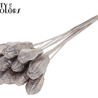 QC Mahagoni Samenkapsel auf Stiel | Farbe: Champagnerfarben | Swietenia Mahagoni Trockenfrüchte Stecker | Länge Stecker ± 50 Zentimeter | 10 Stecker pro Bund