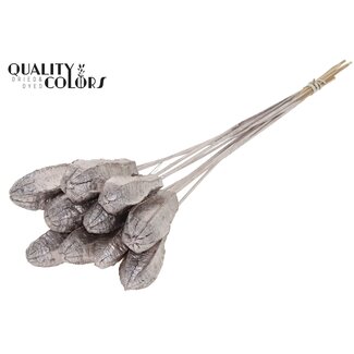QC Mahogany seed pod on stem | Colour: Champagne-coloured | Swietenia Mahagoni dried fruit stem pick | Stem pick length ± 50 centimetre | 10 stem picks per bunch