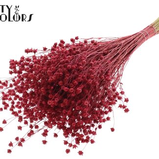 QC Gedroogd Lino Vlas | Kleur: Rood | Linum Droogbloemen | Lengte ± 50 centimeter | Gewicht 150 gram | Per bos