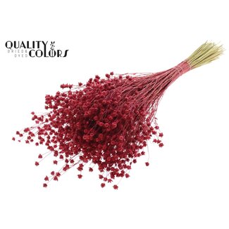 QC Gedroogd Lino Vlas | Kleur: Rood | Linum Droogbloemen | Lengte ± 50 centimeter | Gewicht 150 gram | Per bos
