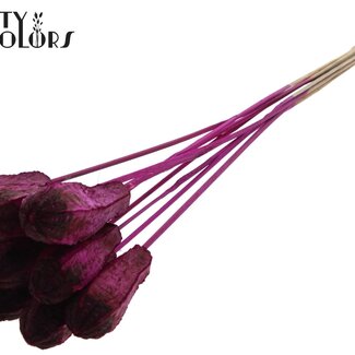 QC Gousse de graines d'acajou sur tige | Couleur : Lilas | Fruits secs Swietenia Mahagoni Pique-fleurs | Longueur du pique-fleurs ± 50 centimètres | 10 piques-fleurs par bouquet