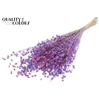 QC Gedroogd Lino Vlas | Kleur: Meerkleurig Milkapaars | Linum Droogbloemen | Lengte ± 50 centimeter | Gewicht 150 gram | Per bos