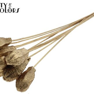 QC Gousse de graines d'acajou sur tige | Couleur : Doré antique | Fruits secs de Swietenia Mahagoni à piquer | Longueur du pique-fleurs ± 50 centimètres | 10 piques-fleurs par bouquet