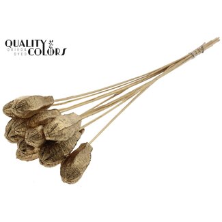 QC Mahonie Zaadpeul op stok | Kleur: Antiek Goudkleurig | Swietenia Mahagoni Droogvruchten Bijsteker | Lengte bijsteker ± 50 centimeter | 10 bijstekers per bos