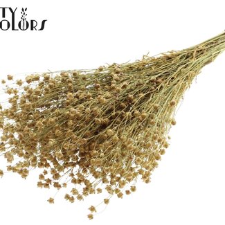 QC Dried Lino Flax | Colour: Natural Yellow | Linum Dried Flowers | Length ± 50 centimetres | Weight 150 grams | Per bunch