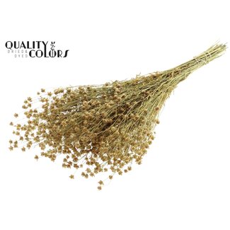 QC Gedroogd Lino Vlas | Kleur: Naturelle Geel | Linum Droogbloemen | Lengte ± 50 centimeter | Gewicht 150 gram | Per bos
