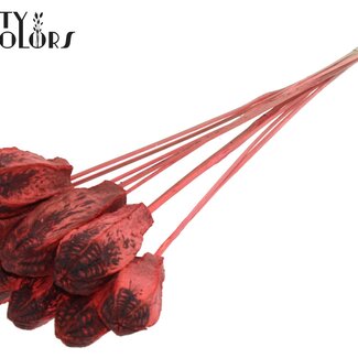 QC Gousse de graines d'acajou sur tige | Couleur : Corail | Fruits secs de Swietenia Mahagoni avec pique | Longueur de la pique ± 50 centimètres | 10 piques par bouquet