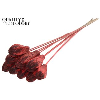 QC Mahonie Zaadpeul op stok | Kleur: Koraalkleurig | Swietenia Mahagoni Droogvruchten Bijsteker | Lengte bijsteker ± 50 centimeter | 10 bijstekers per bos