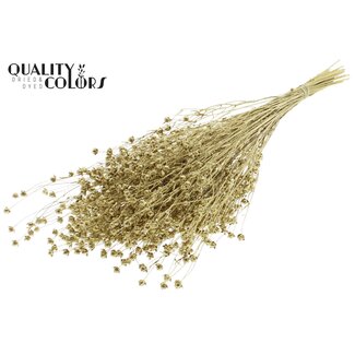 QC Gedroogd Lino Vlas | Kleur: Goudkleurig met Glitter | Linum Droogbloemen | Lengte ± 50 centimeter | Gewicht 150 gram | Per bos