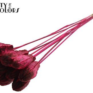 QC Mahogany Seed Pod on Stick | Colour: Cherry-Coloured | Swietenia Mahagoni Dried Fruit Pick | Pick Length ± 50 centimetres | 10 picks per bunch