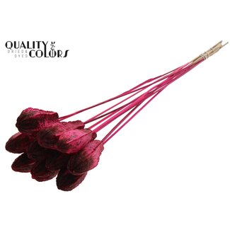 QC Mahagonikapsel auf Stiel | Farbe: Kirschrot | Swietenia Mahagoni Trockenfrüchte Stecker | Länge des Steckers ± 50 Zentimeter | 10 Stecker pro Bund