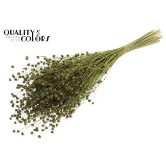 QC Dried Flax Linen | Colour: Mint Green | Linum Dried Flowers | Length ± 50 centimetres | Weight 150 grams | Per bunch