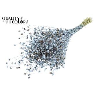 QC Gedroogd Lino Vlas | Kleur: Blauw Metallic | Linum Droogbloemen | Lengte ± 50 centimeter | Gewicht 150 gram | Per bos