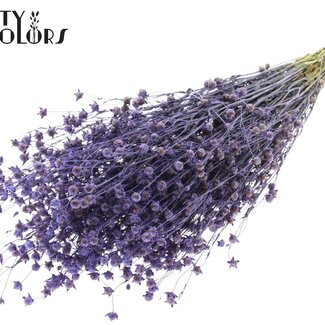 QC Dried Lino Flax | Colour: Milka Purple | Linum Dried Flowers | Length ± 50 centimetres | Weight 150 grams | Per bunch