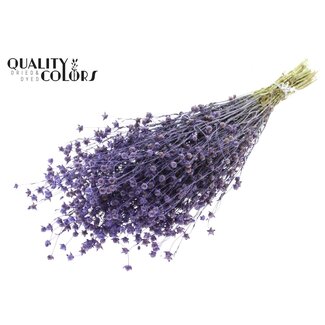 QC Gedroogd Lino Vlas | Kleur: Milkapaars | Linum Droogbloemen | Lengte ± 50 centimeter | Gewicht 150 gram | Per bos