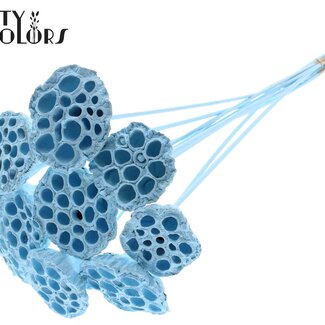 QC Dried Lotus Pods on Stick | Colour: Light Blue | Lotus Diameter 5 - 7 centimetres | Stick Length ± 50 centimetres | 10 sticks per bunch