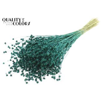 QC Lino Séché Lin | Couleur : Turquoise | Linum Fleurs Séchées | Longueur ± 50 centimètres | Poids 150 grammes | Par bouquet