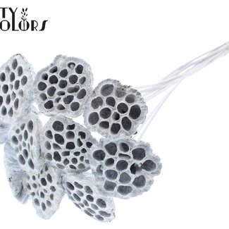QC Gedroogde Lotus Peulen op stok | Kleur: Wit | Diameter Lotus 5 - 7 centimeter | Lengte bijsteker ± 50 centimeter | 10 bijstekers per bos
