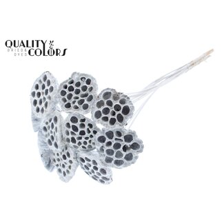 QC Gedroogde Lotus Peulen op stok | Kleur: Wit | Diameter Lotus 5 - 7 centimeter | Lengte bijsteker ± 50 centimeter | 10 bijstekers per bos