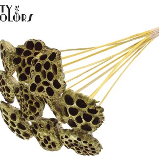 QC Gedroogde Lotus Peulen op stok | Kleur: Geel Metallic | Diameter Lotus 5 - 7 centimeter | Lengte bijsteker ± 50 centimeter | 10 bijstekers per bos