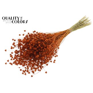 QC Gedroogd Lino Vlas | Kleur: Oranje | Linum Droogbloemen | Lengte ± 50 centimeter | Gewicht 150 gram | Per bos