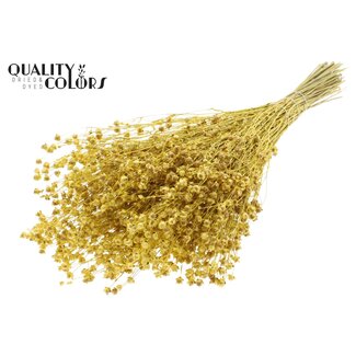 QC Gedroogd Lino Vlas | Kleur: Geel Metallic | Linum Droogbloemen | Lengte ± 50 centimeter | Gewicht 150 gram | Per bos