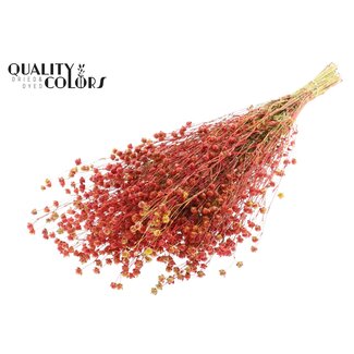 QC Dried Lino Flax | Colour: Multicoloured Red | Linum Dried Flowers | Length ± 50 centimetres | Weight 150 grams | Per bunch